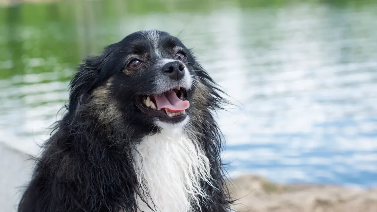 Dog drinking water
