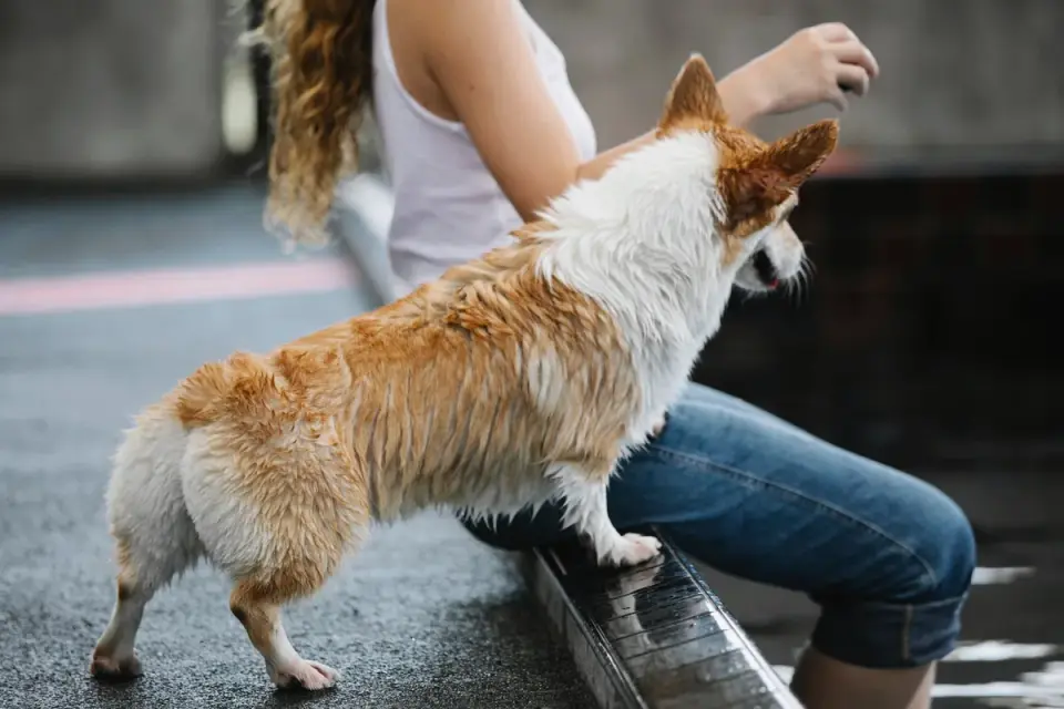 Dog drinking water