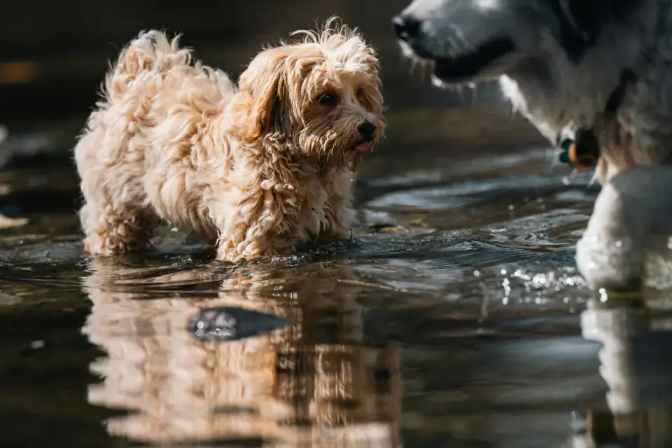 Dog drinking water