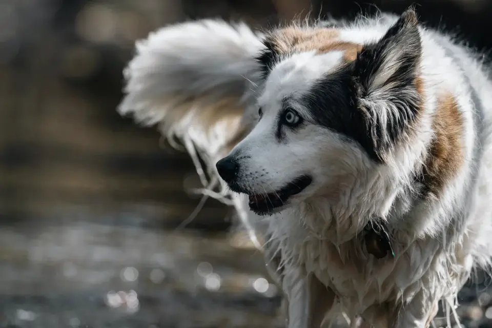 Dog drinking water