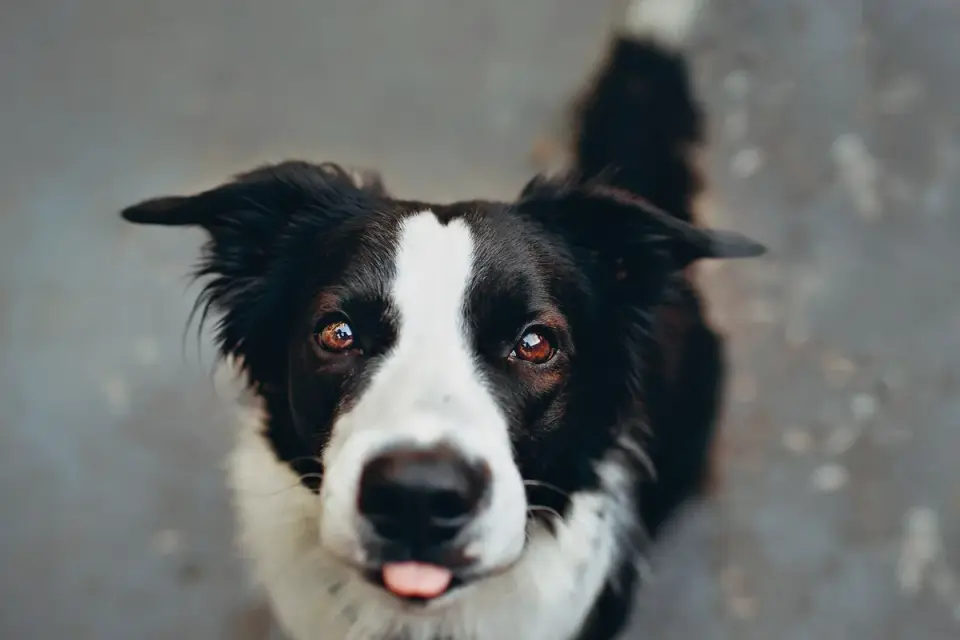 Dog drinking water