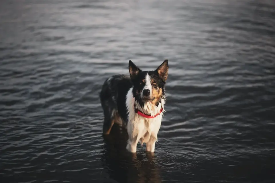 Dog drinking water
