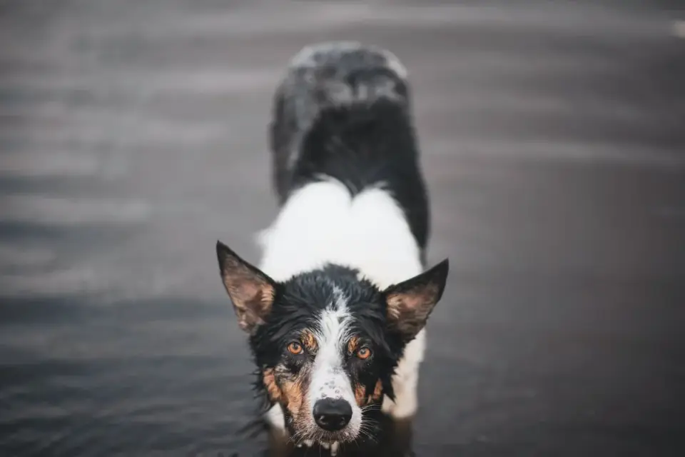 Dog drinking water