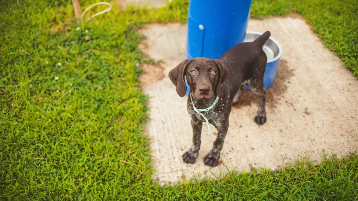 Dog drinking water