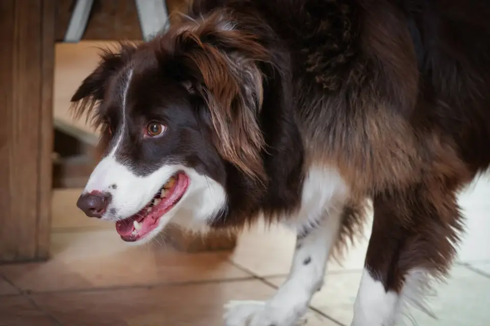 Dog eating from a bowl at home