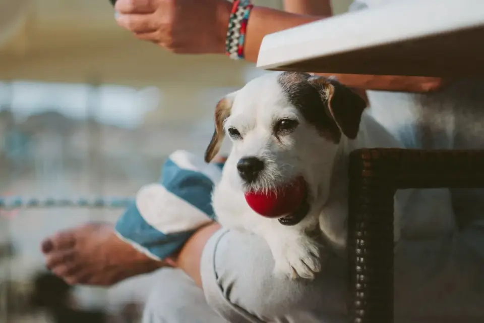 Dog eating from a bowl at home