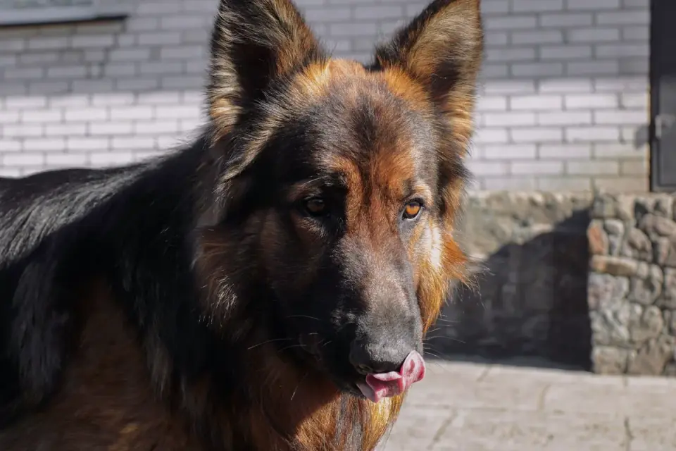 Dog eating from a bowl at home