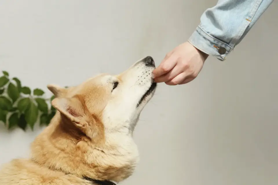 Dog eating from a bowl at home