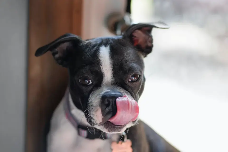 Dog eating from a bowl at home