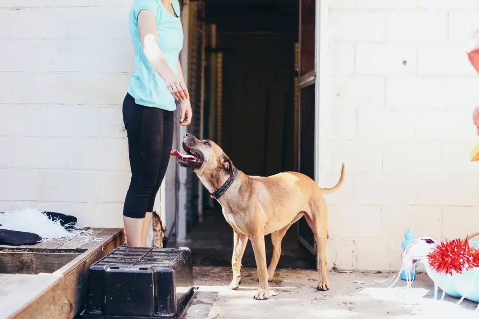 Dog eating from a bowl at home
