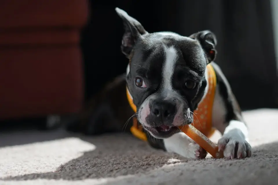 Dog eating from a bowl at home
