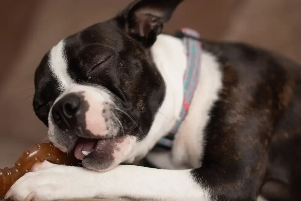 Dog eating from a bowl at home