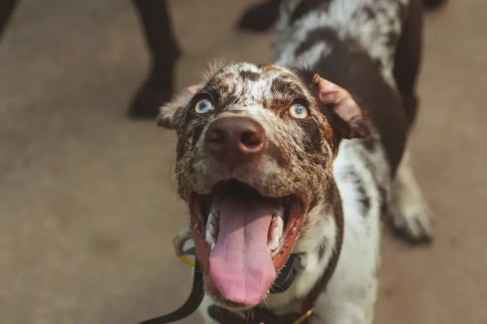 Dog looking at an owner