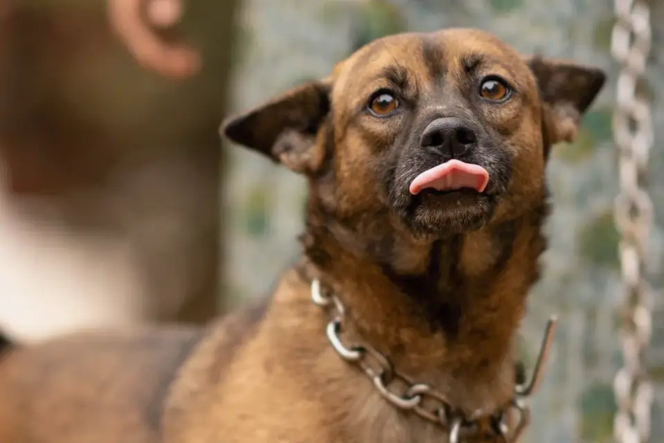 Dog looking at an owner