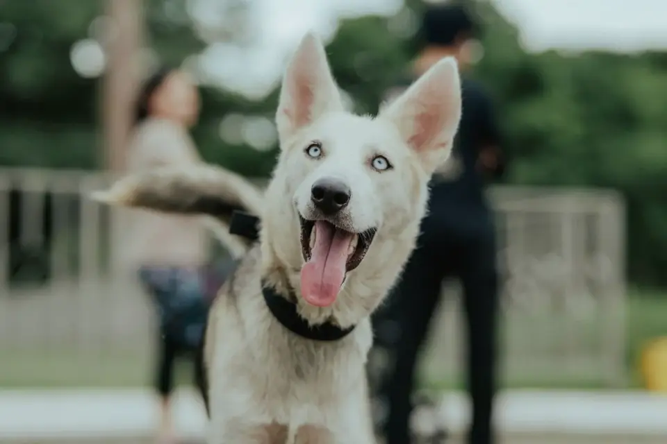 Dog looking at an owner