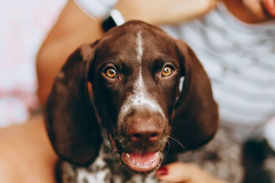 Dog looking at an owner