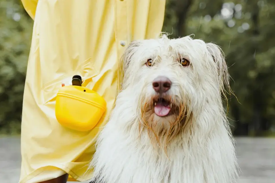 Dog looking at an owner