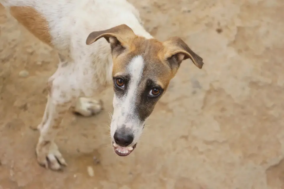 Dog looking at an owner