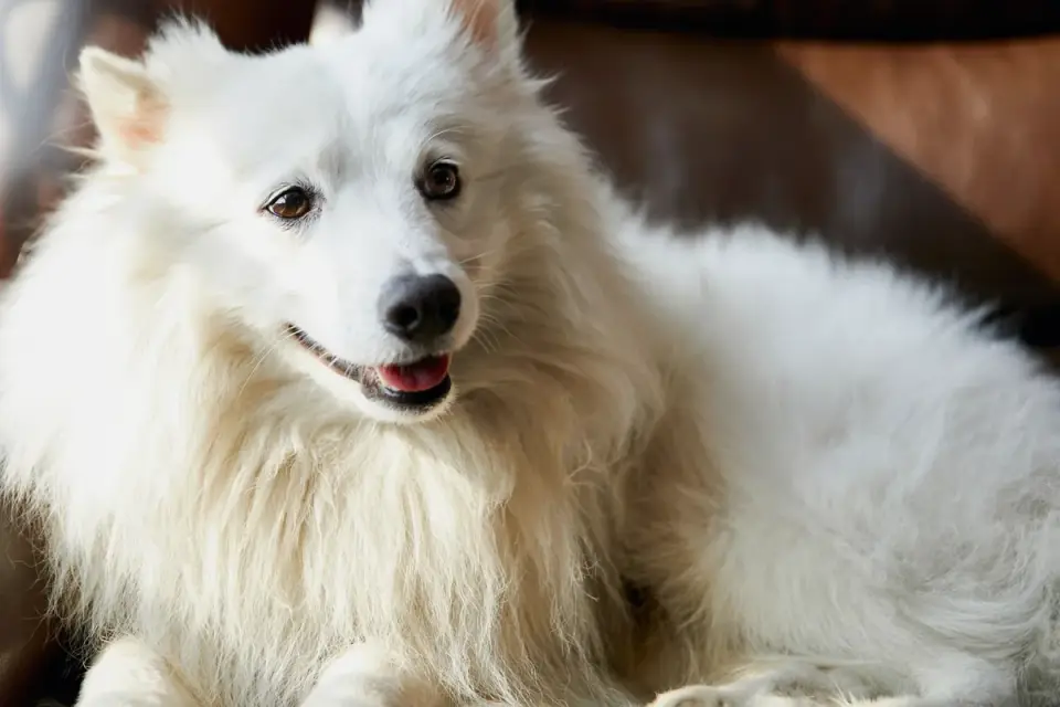 Dog resting at home