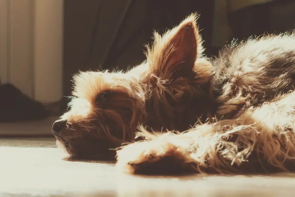 Dog resting at home