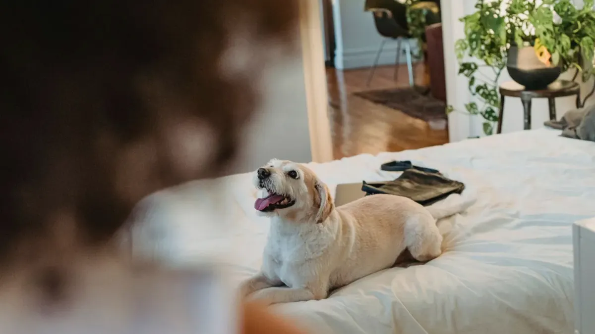 Dog resting at home