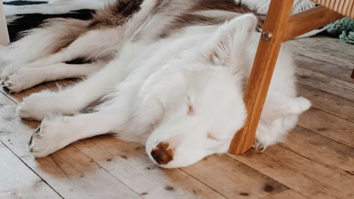 Dog resting at home