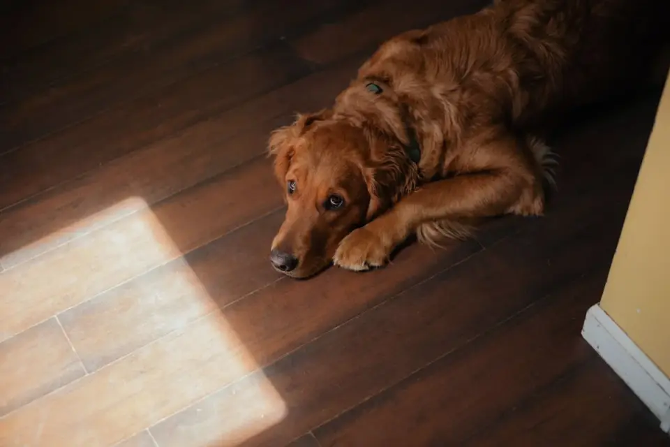 Dog resting at home