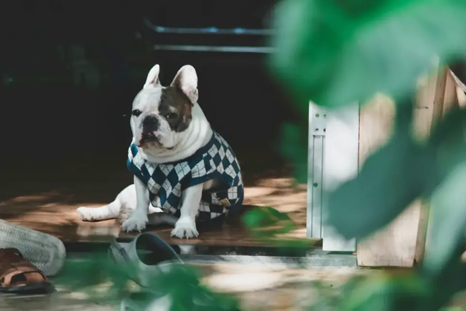 Dog resting at home