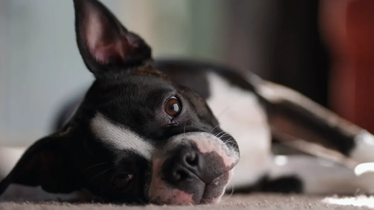 Dog resting at home