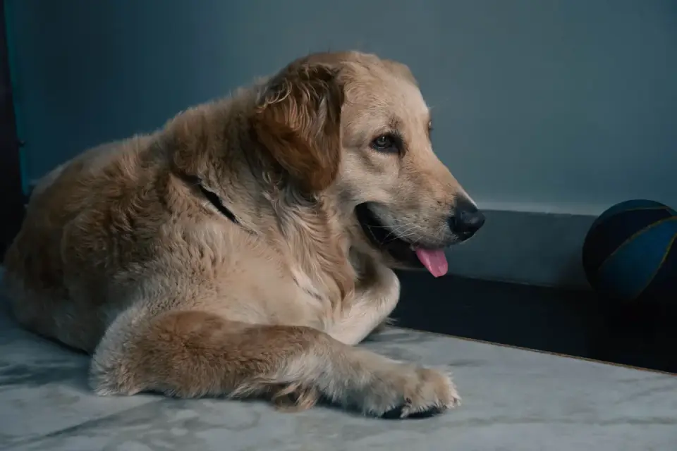 Dog resting at home