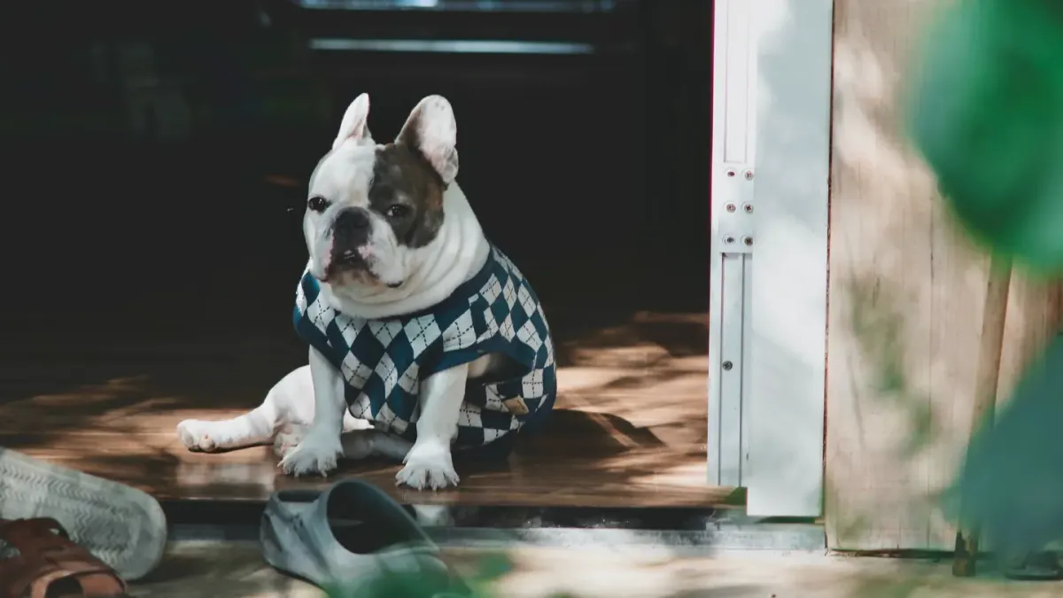 Dog resting at home