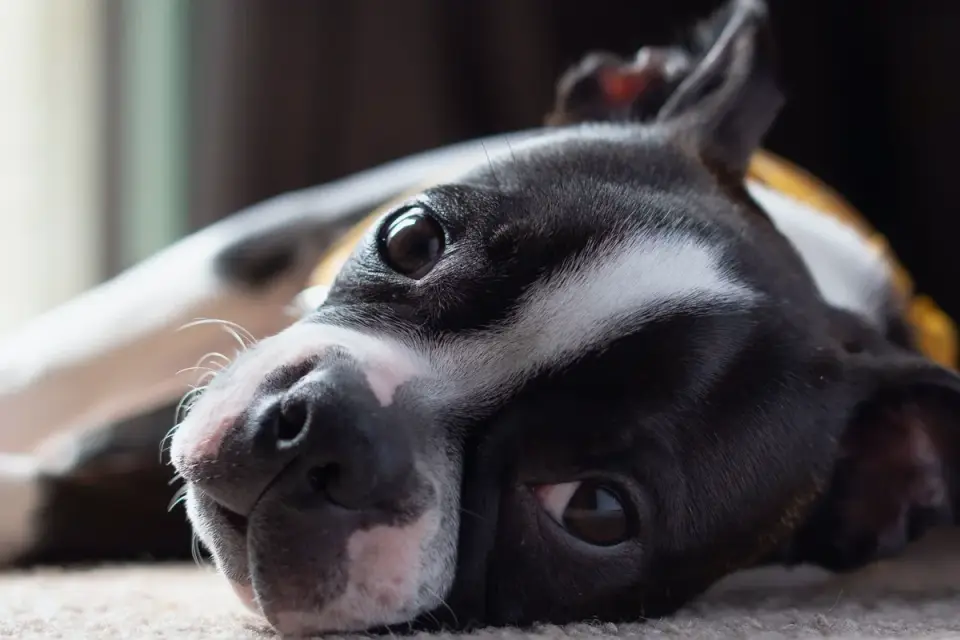 Dog resting at home