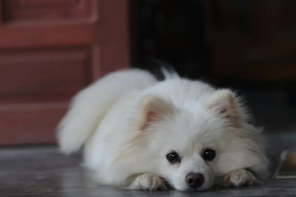 Dog resting at home