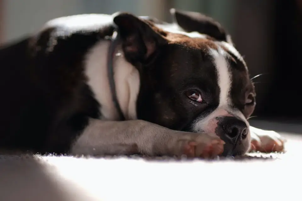 Dog resting at home