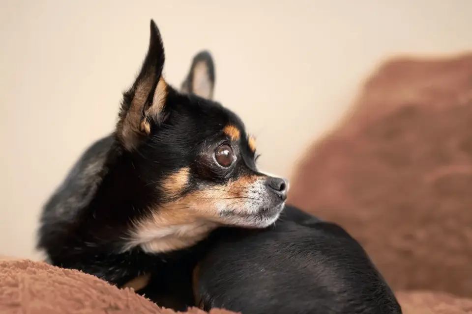 Dog resting at home