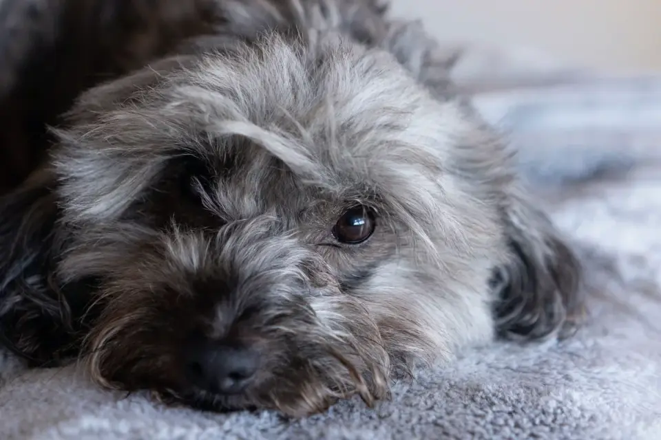 Dog resting at home