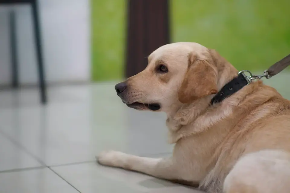 Dog resting at home