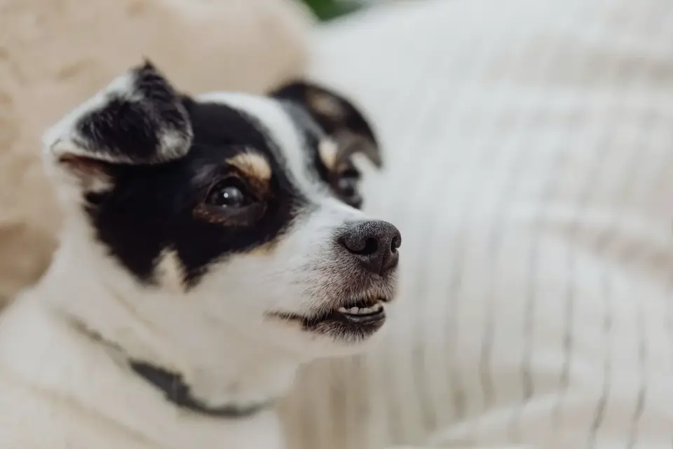 Dog resting at home