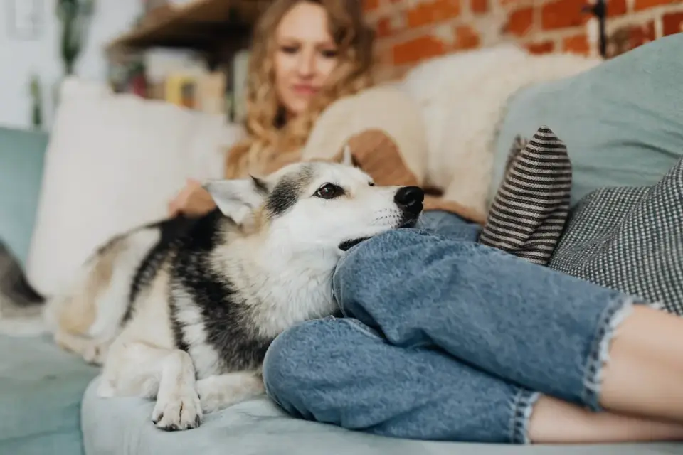 Dog resting beside an owner