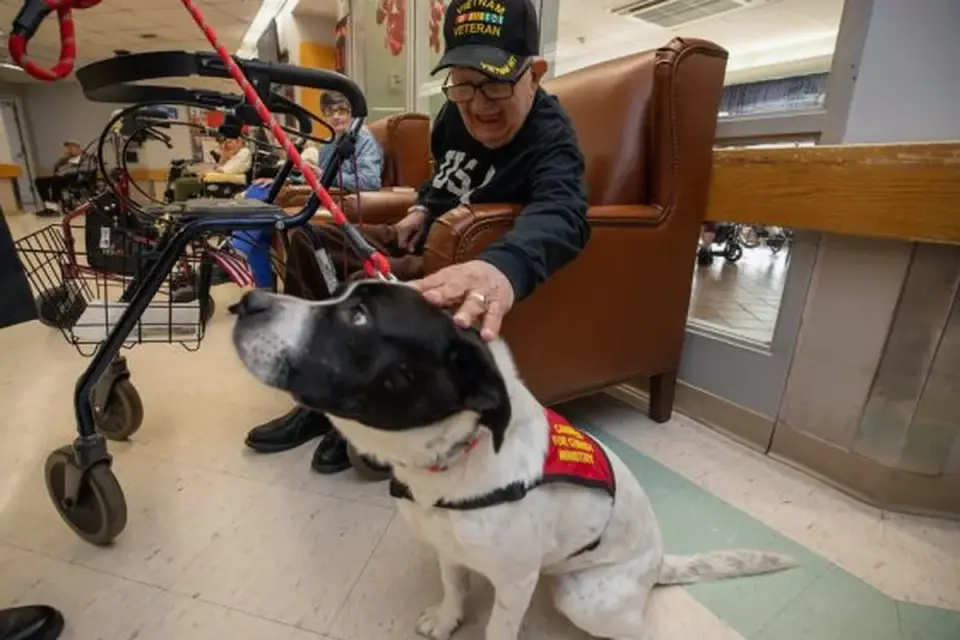 Dog resting beside an owner