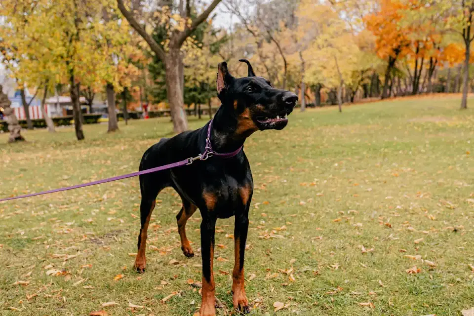 Dog walking outdoors