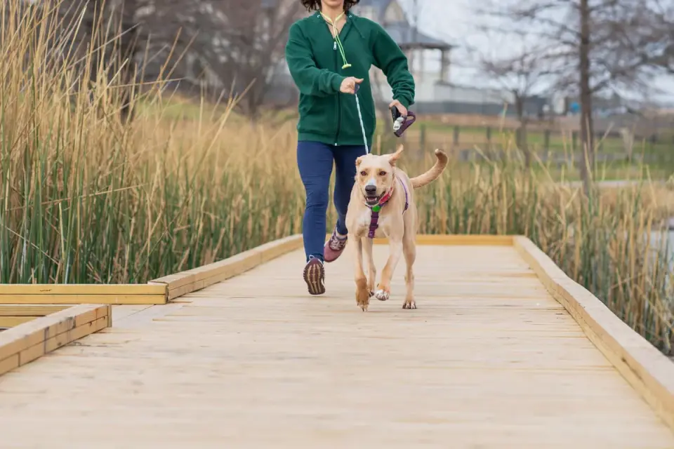 Dog walking with an owner