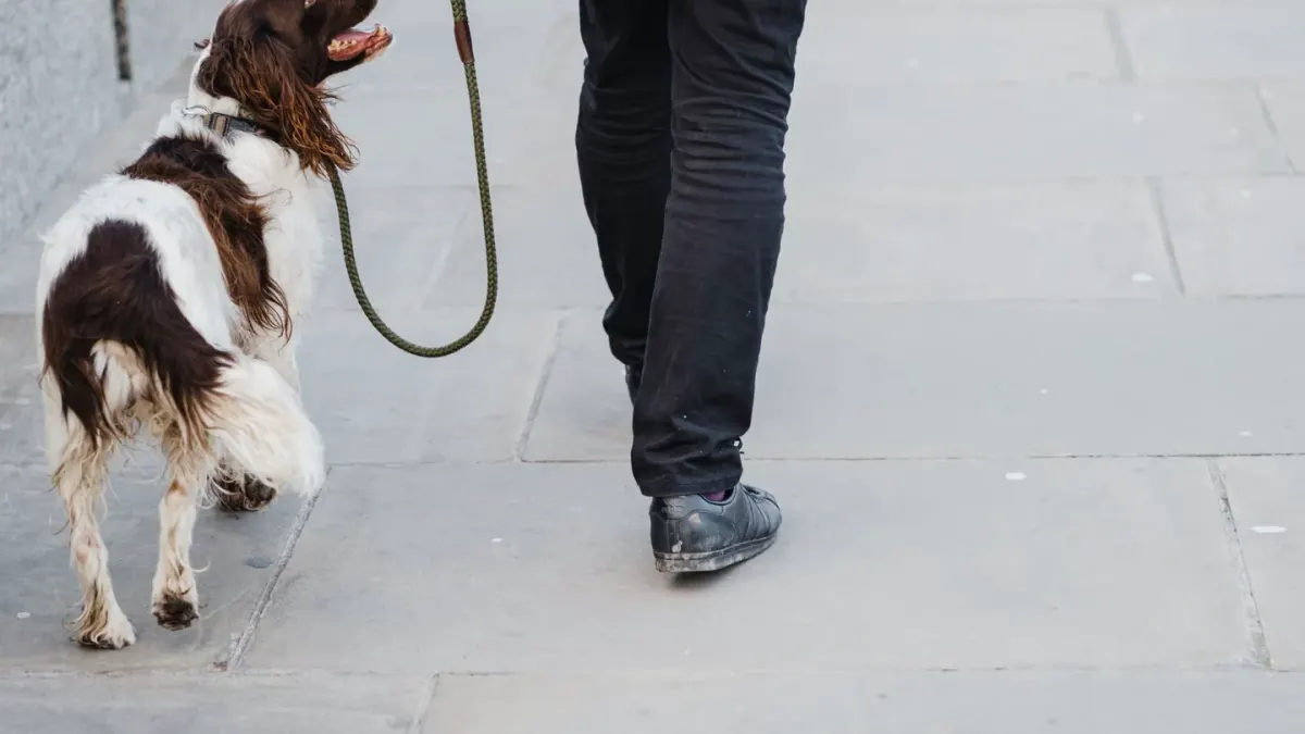 Dog walking with an owner