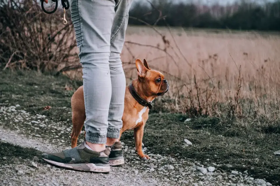 Dog walking with an owner