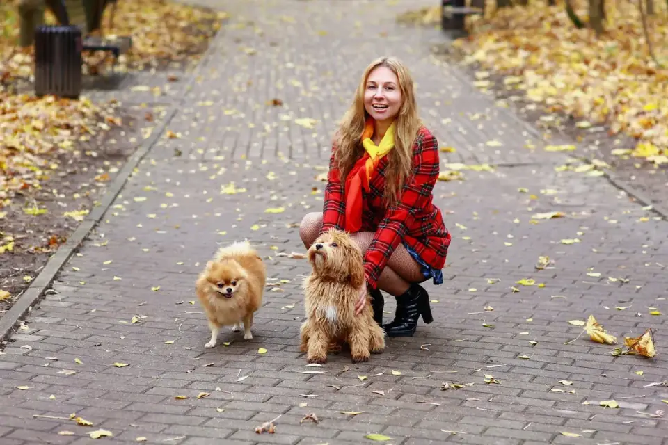 Dog walking with an owner