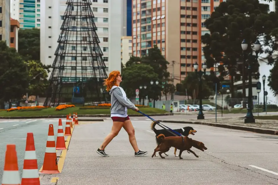 Dog walking with an owner