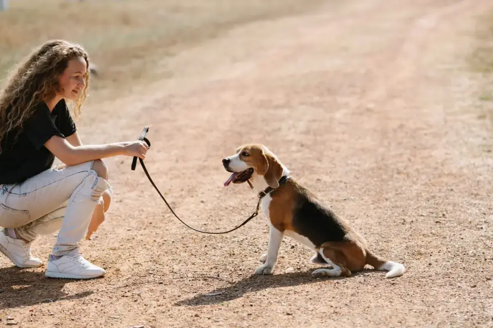 Dog walking with an owner