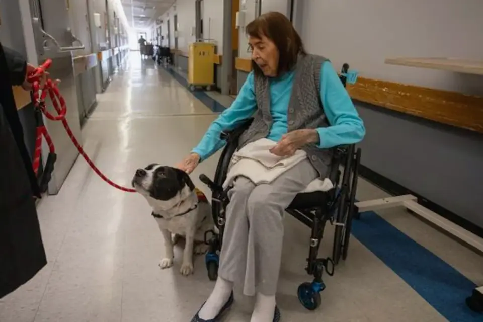 Dog with an owner at home