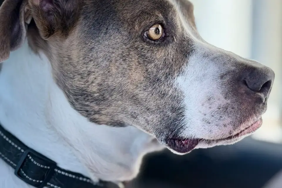 Owner offering a dog a chew before getting into the car