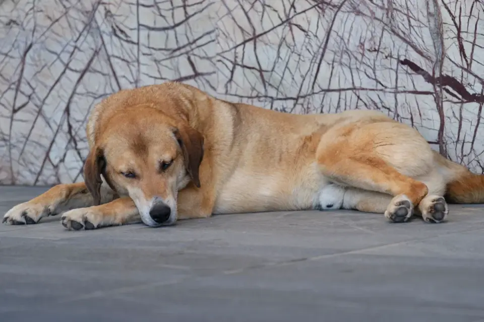 Veterinarian gently examining a dog&#x27;s hip and rear leg during a checkup